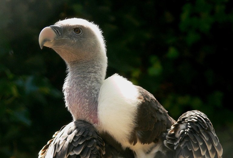 Vulture