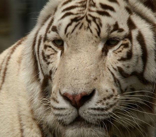 White tiger