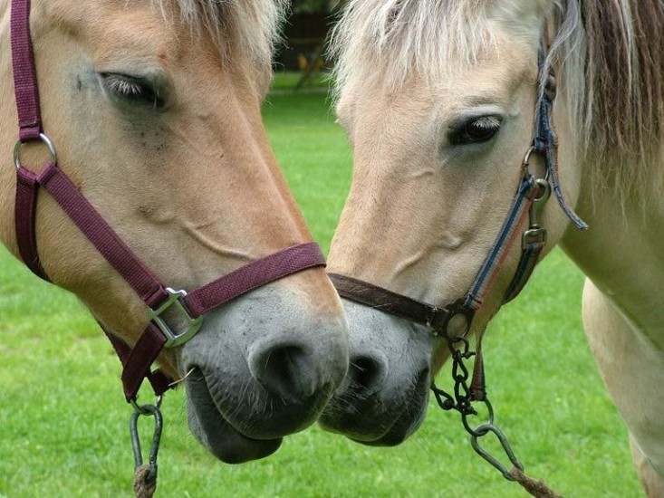 Two horses