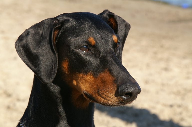 Young Dobermann