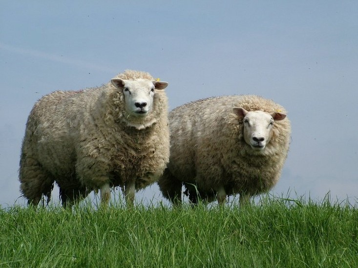 Two sheep
