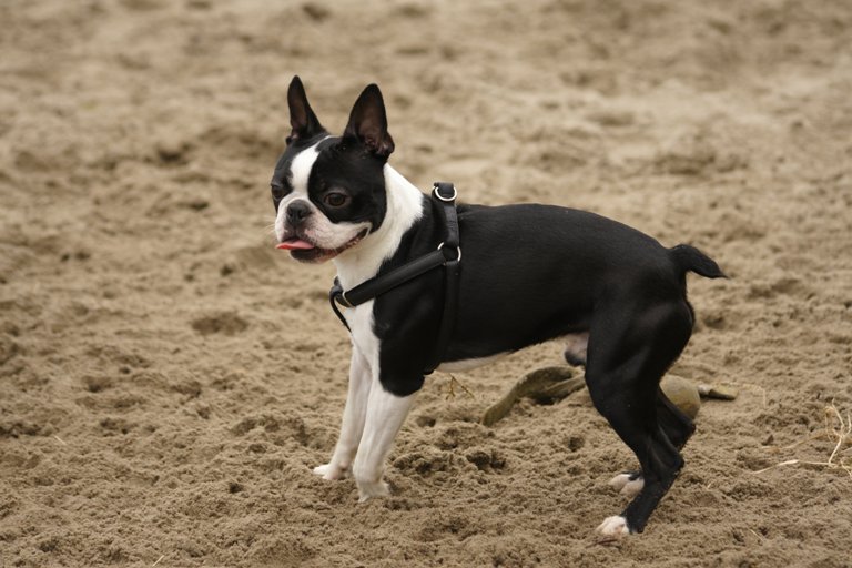 Boston Terrier