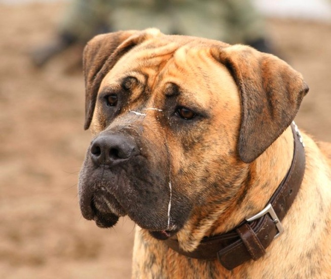 Perro de Presa Canario