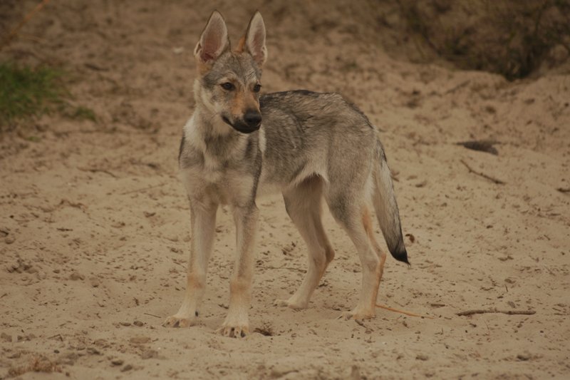 Tsjechoslovaakse Wolfhond