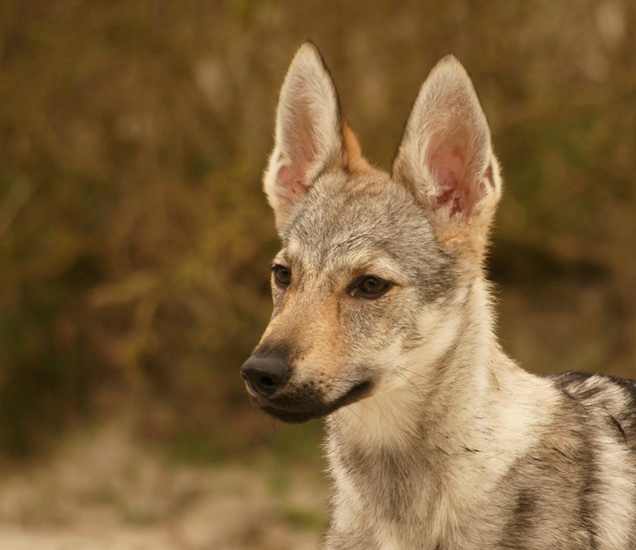 Tjsechoslowaakse Wolfshond