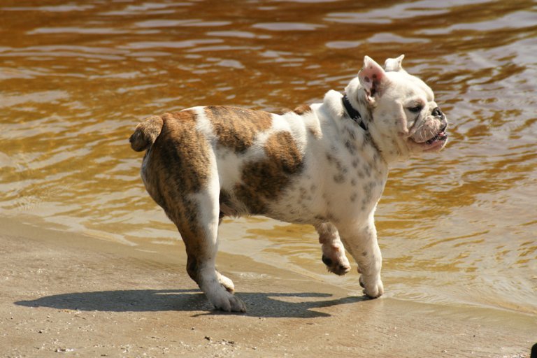 Engelse Bulldog pup