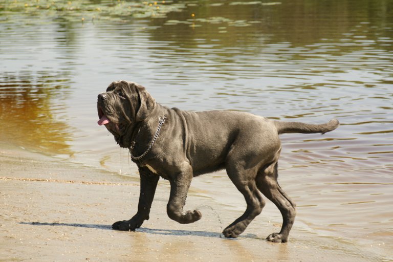 Mastino Napolitano Pup