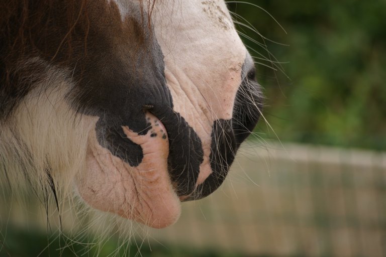 Horse and nose