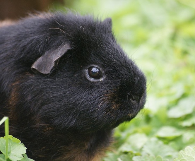 Cavia