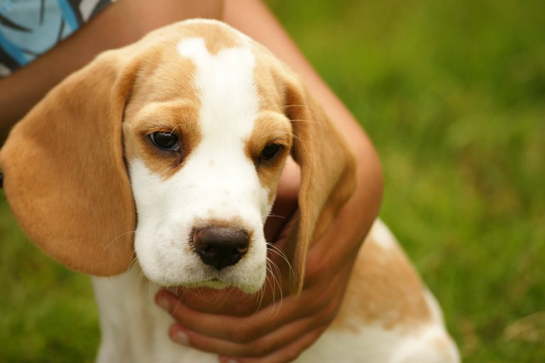 Beagle pup