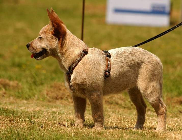 Australian Cattle Dog
