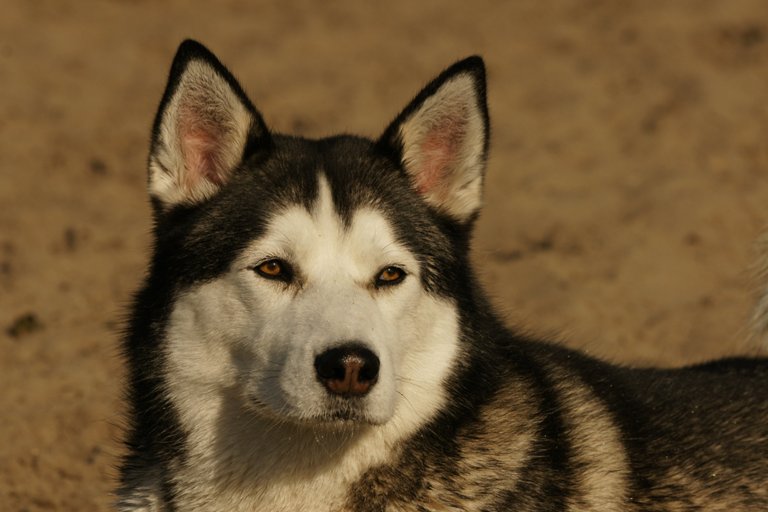 Husky
