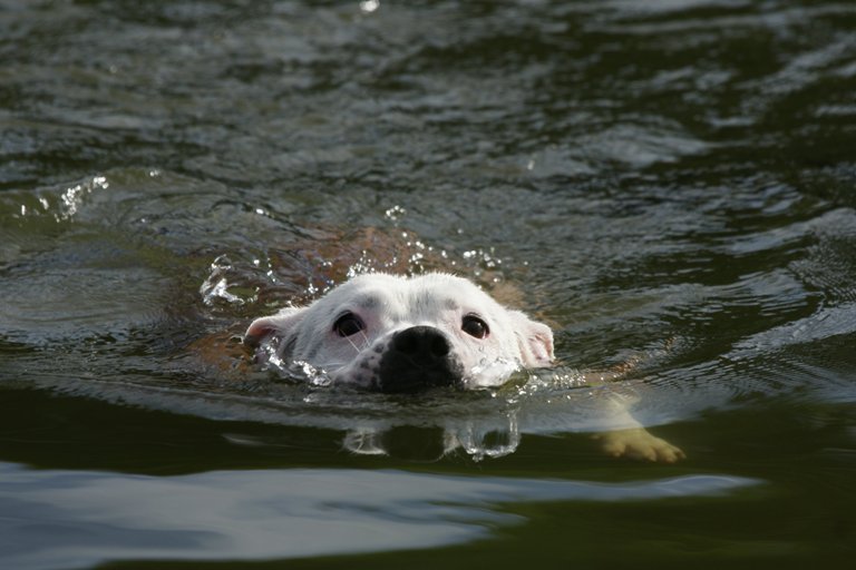 Staffordshire Bull Terrier