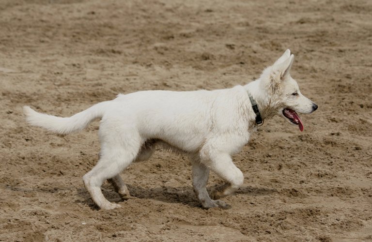 Whitse Shepherd Pup