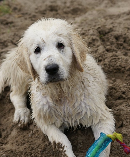 Golden Retriever Pup