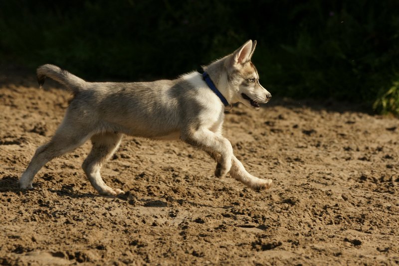 Husky pup