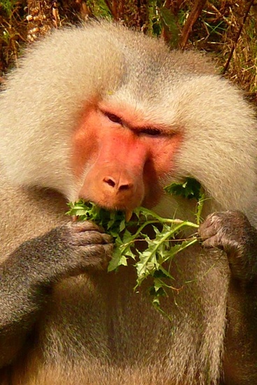 Mantelbaviaan STICHTING AAP