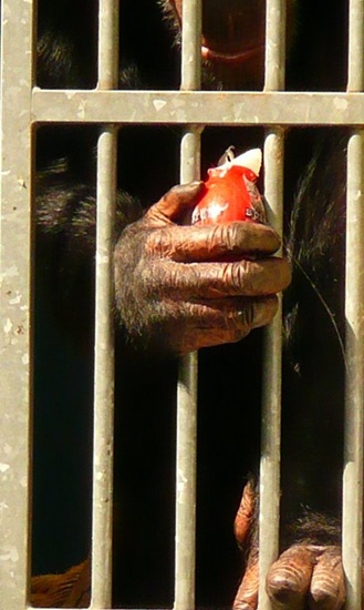 Fruitijsje (Stichting AAP)