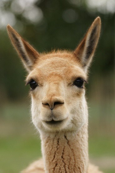 Lama