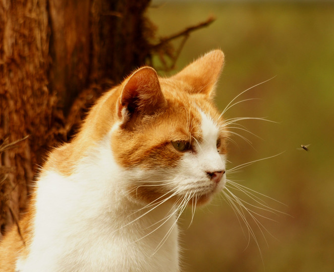 Cat and fly