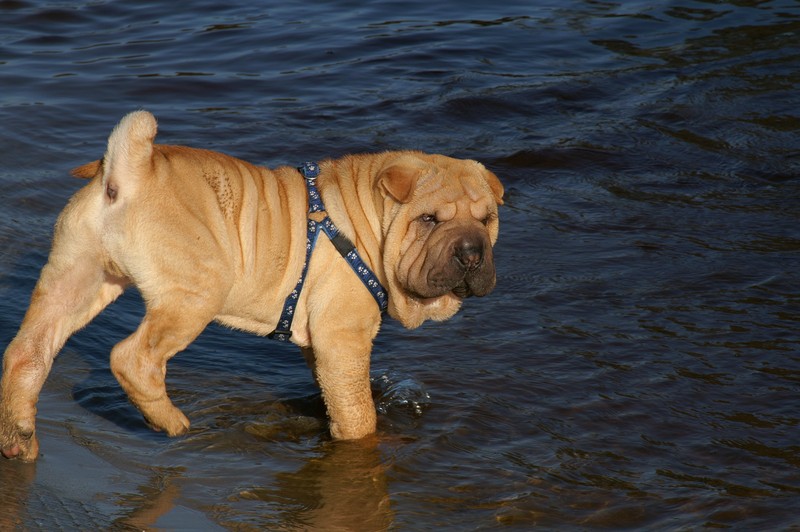 Sharpei en water