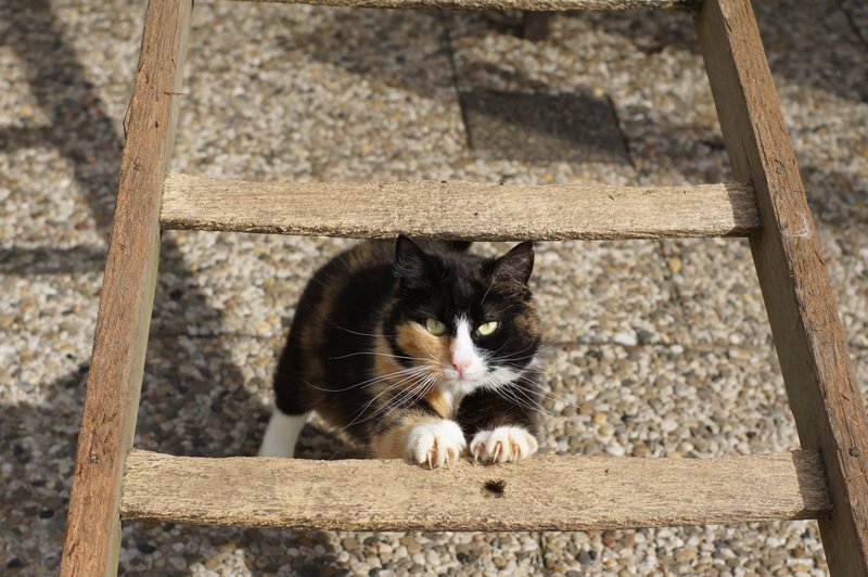 Kat en ladder