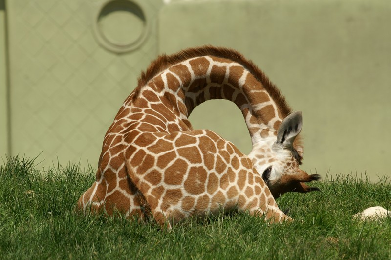 Kleine giraffe