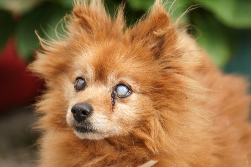 Keeshond, mooi blind