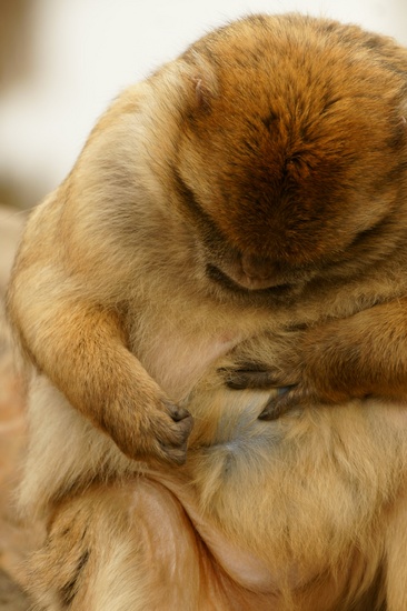 Zojuist had ik 'm nog