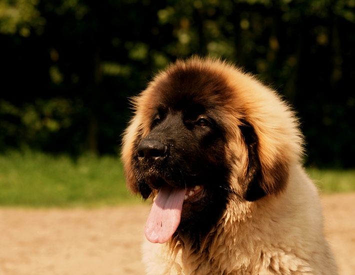 Leonberger