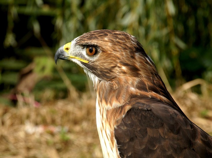 Falcon