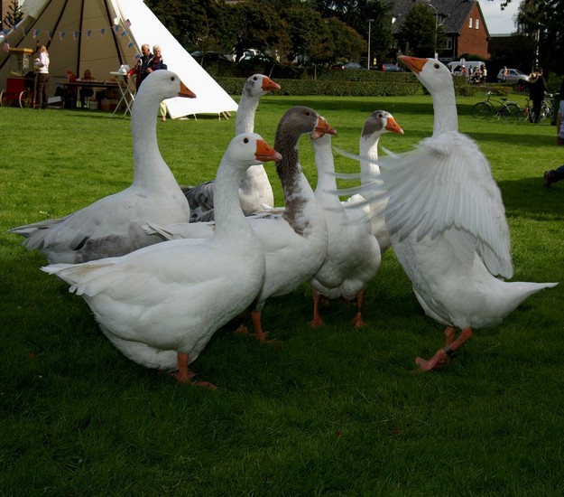 En nu meezingen, allemaal!!