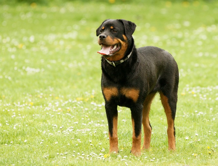 Rottweiler