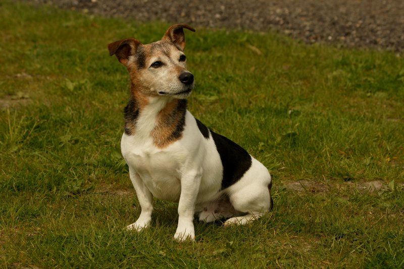 Jack Russell