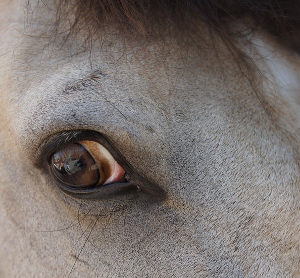 Horse and eye