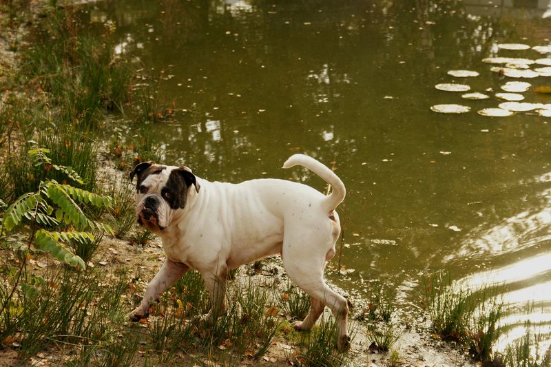 Amerikaanse Bulldog