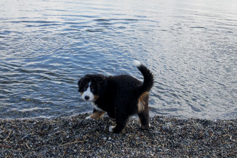 Berner Sennen Pup