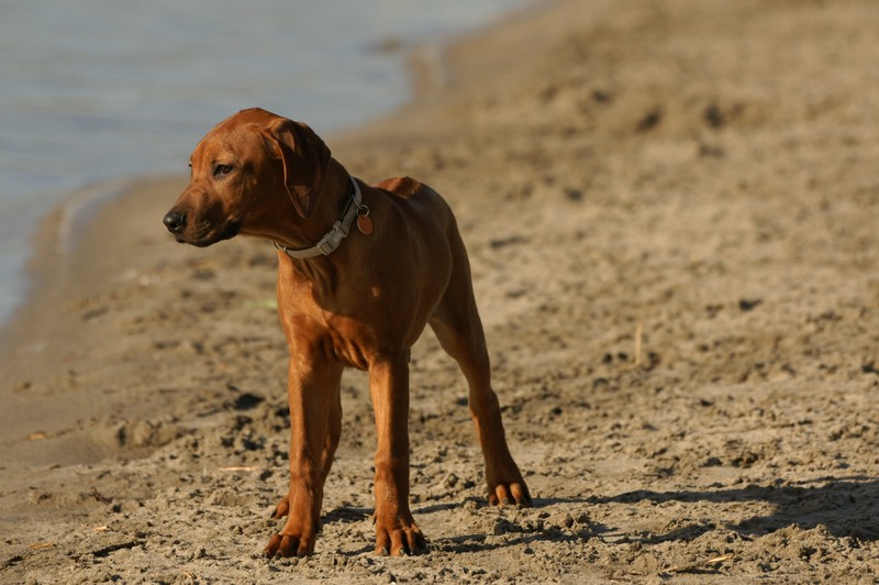 Ridgeback pup