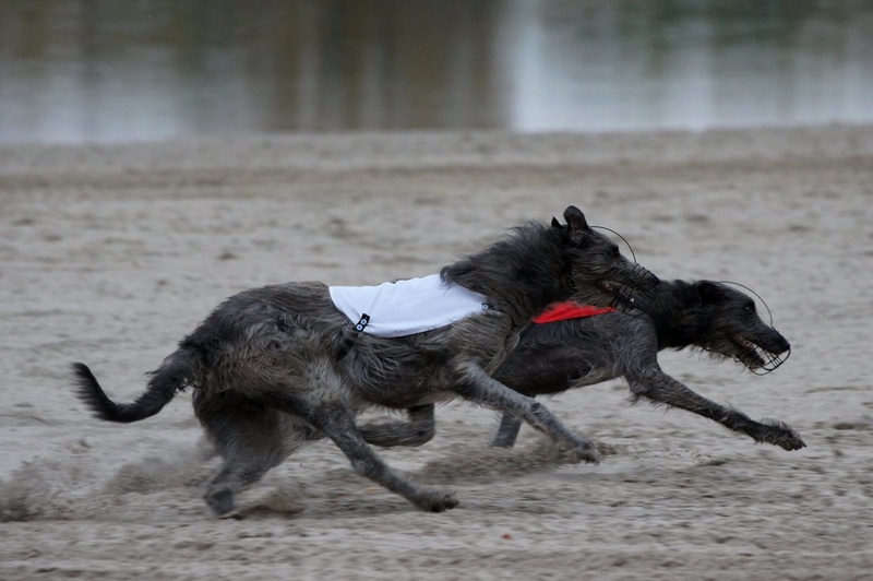 Deerhounds