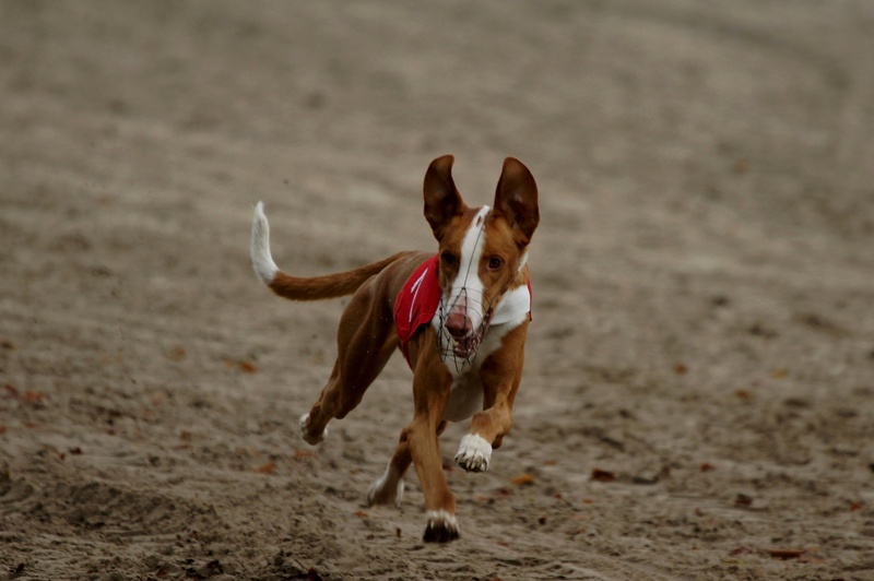 Podenco Coursing