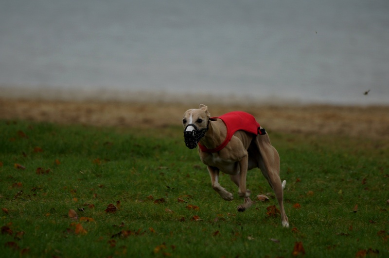 Whippet Coursing