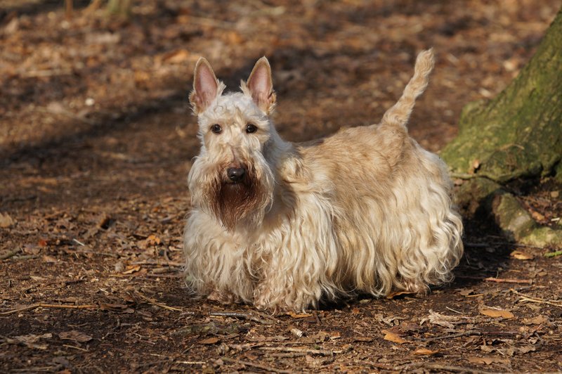 Schotse Terrier