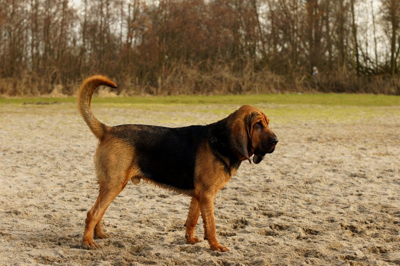 Hubertus hond