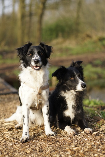 Border Collie