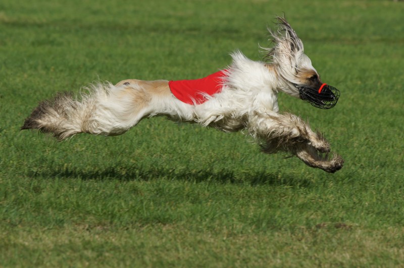 Afghan Greyhound during coursing