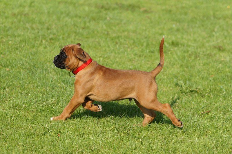 Boxer Pup