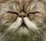 Cats, some cats you suddenly meet on the street.