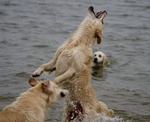 Dogs and water. Most of the dogs like playing in water.