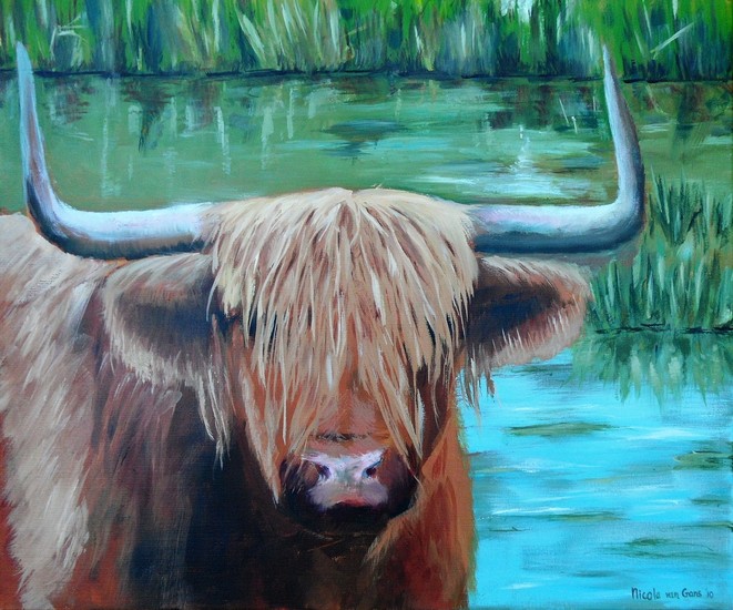 Schotse Hooglander in de Groeve Oostermeent nabij Huizen