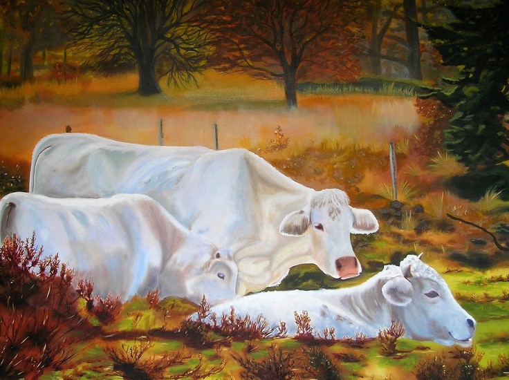 Charolais koeien op de Stulp